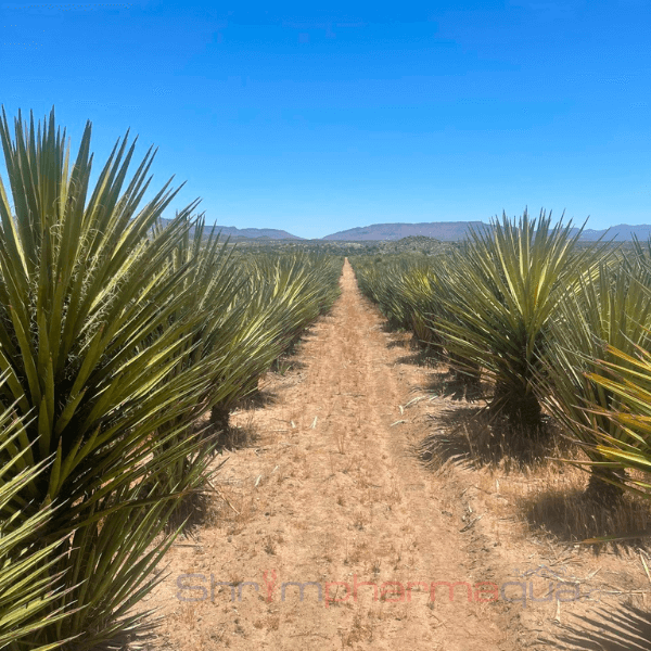 Yucca schidigera