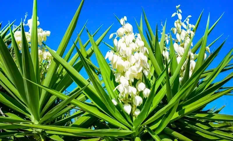 Cây yucca