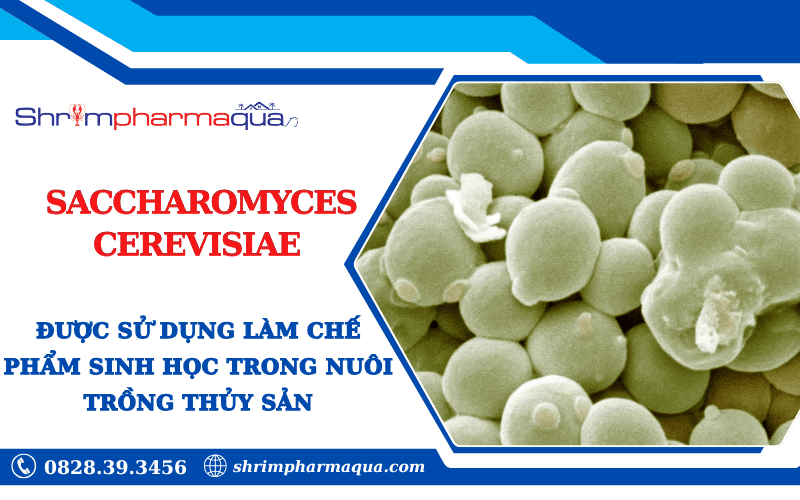 Saccharomyces cerevisiae được sử dụng làm chế phẩm sinh học trong nuôi trồng thủy sản