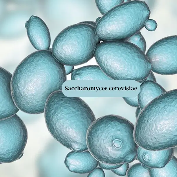 Saccharomyces cerevisiae làm probiotics