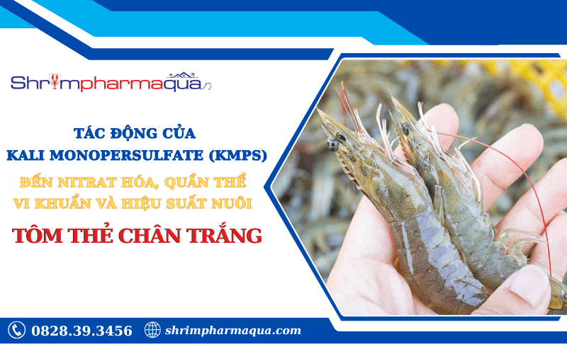 Tác động của Kali Monopersulfate (KMPS) đến Nitrat Hóa, Quần Thể Vi Khuẩn và Hiệu Suất Nuôi Tôm Thẻ Chân Trắng trong Hệ Thống Nuôi Trồng Thuỷ Sản