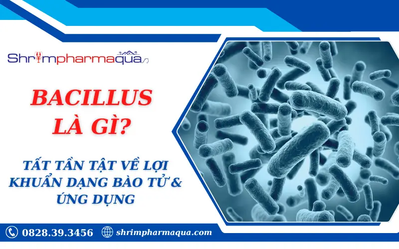 Bacillus Là Gì? Sức Mạnh "Chiến Binh" Bào Tử Trong Nuôi Tôm