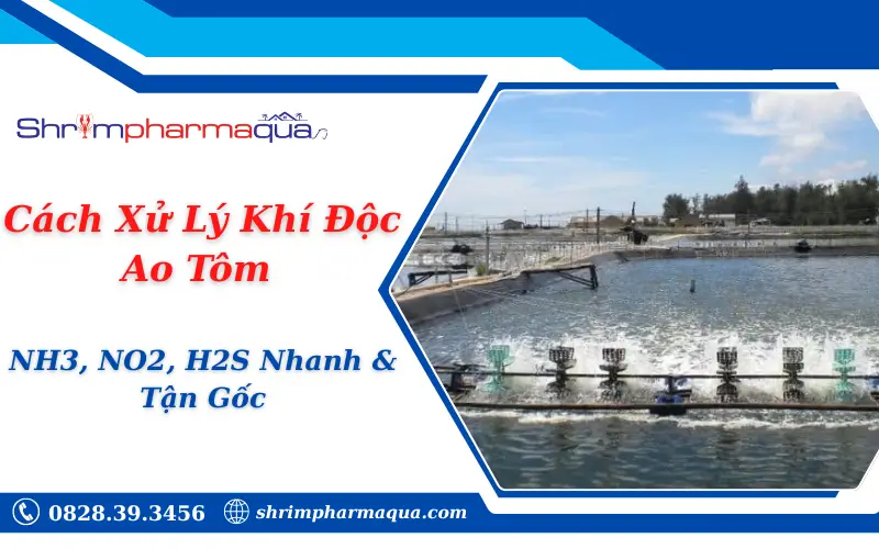 Cách Xử Lý Khí Độc Ao Tôm