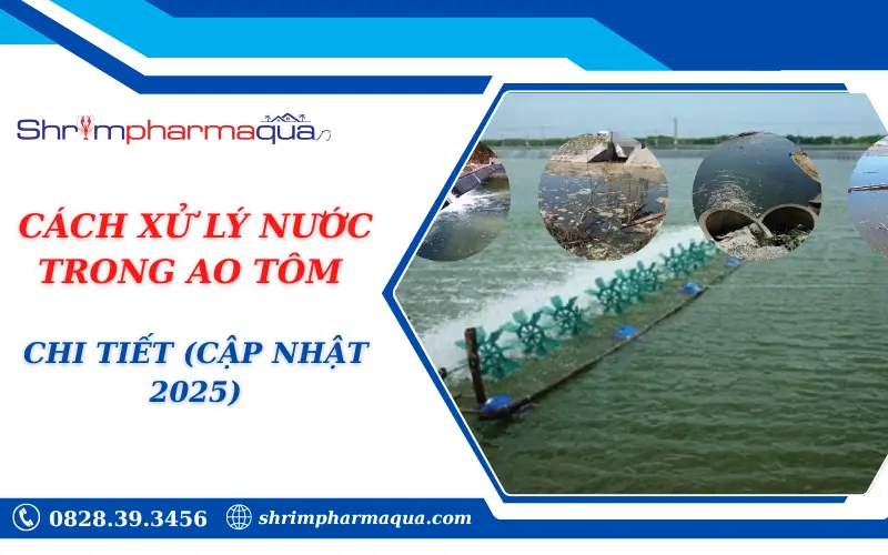 Cách Xử Lý Nước Trong Ao Tôm Chi Tiết (Cập Nhật 2025)