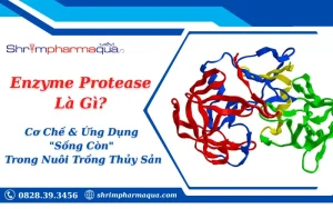 Enzyme Protease Là Gì? Cơ Chế & Ứng Dụng "Sống Còn" Trong Nuôi Trồng Thủy Sản