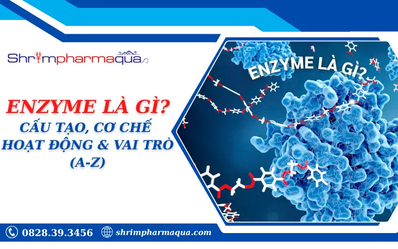 Enzyme là gì?