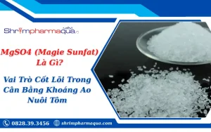 MgSO4 (Magie Sunfat) Là Gì? Vai Trò Cốt Lõi Trong Cân Bằng Khoáng Ao Nuôi Tôm