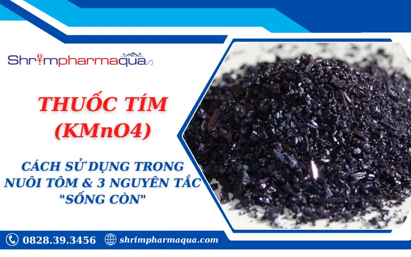 THUỐC TÍM (KMnO4): CÁCH SỬ DỤNG TRONG NUÔI TÔM & 3 NGUYÊN TẮC "SỐNG CÒN"
