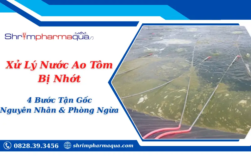 Xử Lý Nước Ao Tôm Bị Nhớt
