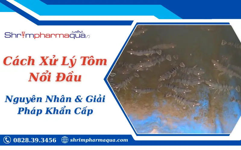 Cách Xử Lý Tôm Nổi Đầu