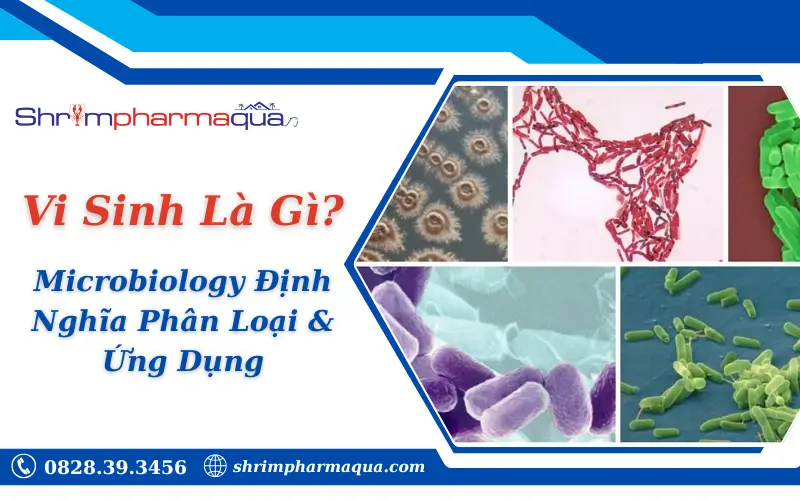 Vi Sinh Là Gì? Microbiology Định Nghĩa, Phân Loại & Ứng Dụng