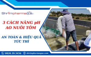 3 CÁCH NÂNG pH AO NUÔI TÔM AN TOÀN & HIỆU QUẢ TỨC THÌ