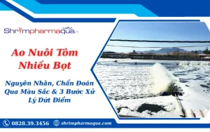 Ao Nuôi Tôm Nhiều Bọt: Nguyên Nhân, Chẩn Đoán Qua Màu Sắc & 3 Bước Xử Lý Dứt Điểm