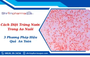 Cách Diệt Trứng Nước Trong Ao Nuôi
