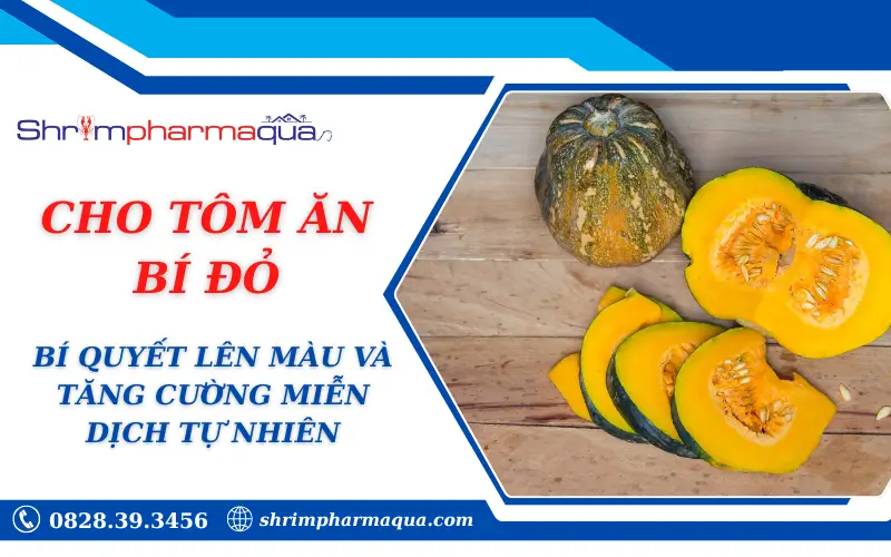 CHO TÔM ĂN BÍ ĐỎ: BÍ QUYẾT LÊN MÀU VÀ TĂNG CƯỜNG MIỄN DỊCH TỰ NHIÊN