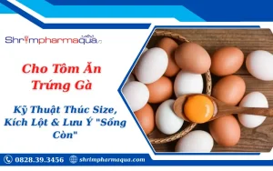 Cho Tôm Ăn Trứng Gà