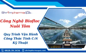 Công Nghệ Biofloc Nuôi Tôm: Quy Trình Vận Hành, Công Thức Tính C:N & Kỹ Thuật