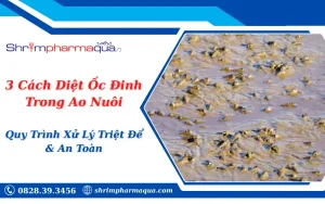 3 Cách Diệt Ốc Đinh Trong Ao Nuôi