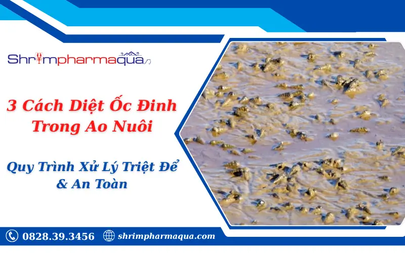 3 Cách Diệt Ốc Đinh Trong Ao Nuôi