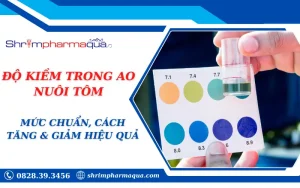 ĐỘ KIỀM TRONG AO NUÔI TÔM: MỨC CHUẨN, CÁCH TĂNG & GIẢM HIỆU QUẢ