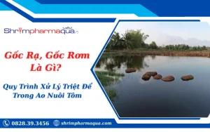 Gốc Rạ, Gốc Rơm Là Gì