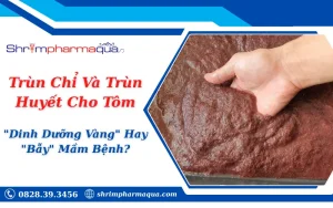 Trùn Chỉ Và Trùn Huyết Cho Tôm: "Dinh Dưỡng Vàng" Hay "Bẫy" Mầm Bệnh?