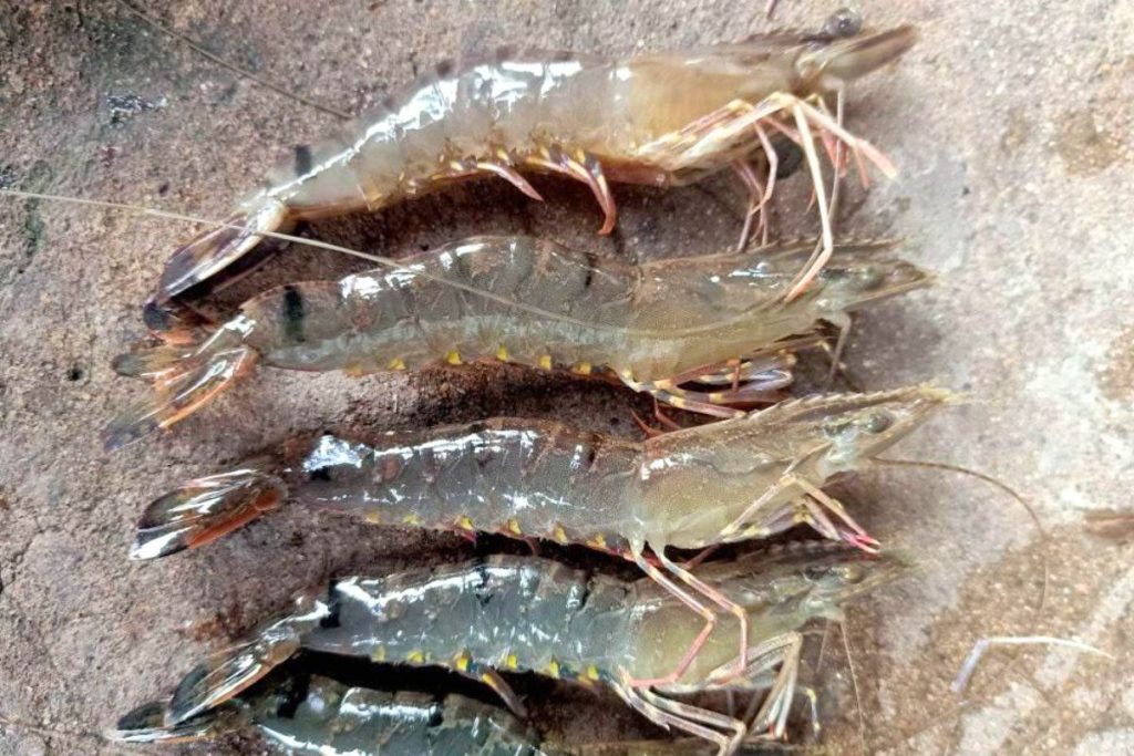 BỆNH TRÊN TÔM