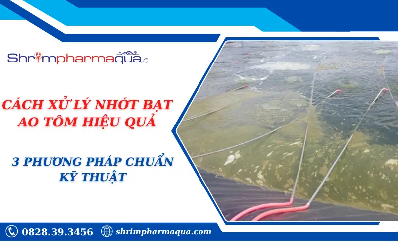 CÁCH XỬ LÝ NHỚT BẠT AO TÔM HIỆU QUẢ: 3 PHƯƠNG PHÁP CHUẨN KỸ THUẬT