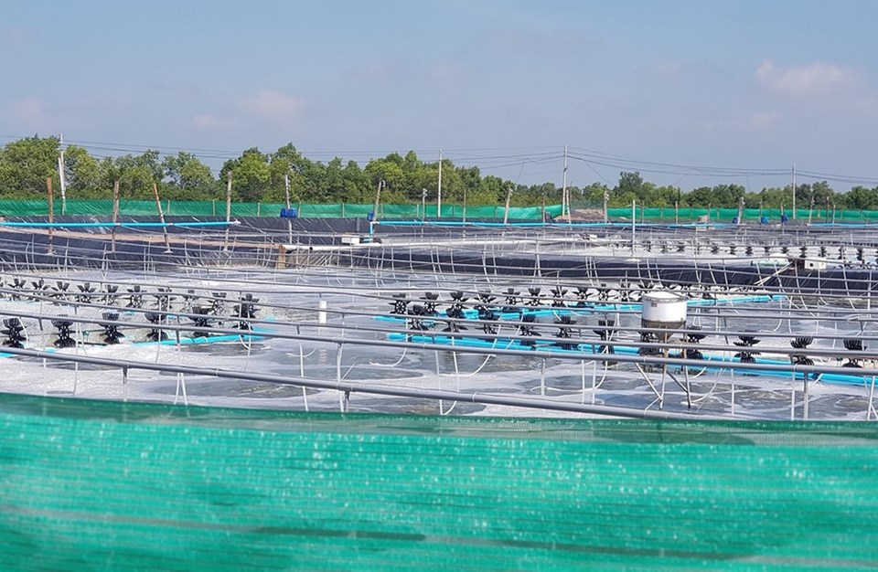 CÔNG NGHỆ NUÔI TÔM CÔNG NGHIỆP HIỆU QUẢ NHẤT