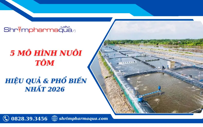 5 MÔ HÌNH NUÔI TÔM HIỆU QUẢ & PHỔ BIẾN NHẤT 2026