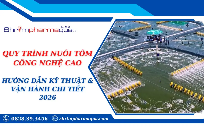 QUY TRÌNH NUÔI TÔM CÔNG NGHỆ CAO: HƯỚNG DẪN KỸ THUẬT & VẬN HÀNH CHI TIẾT 2026