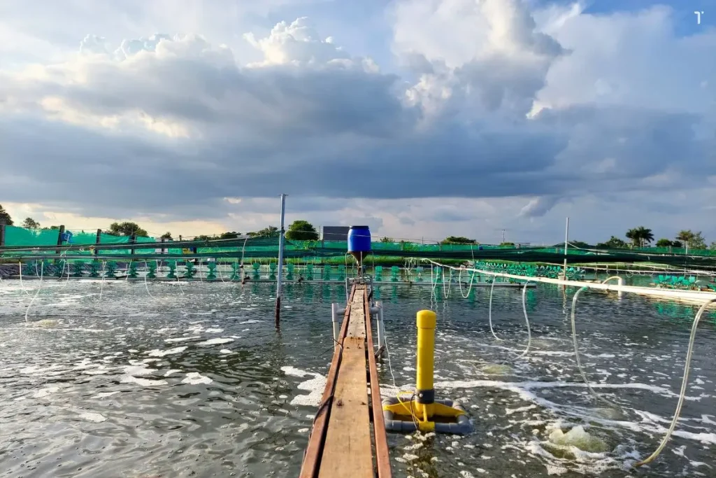 Nuôi tôm công nghệ cao